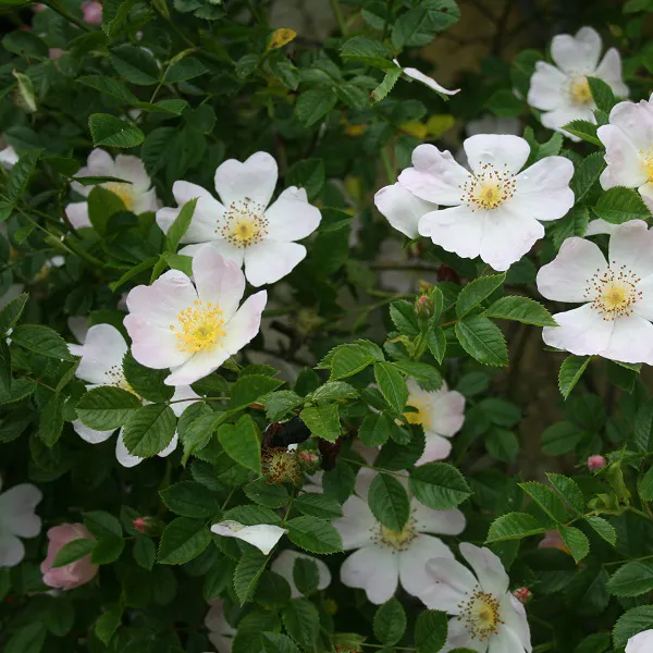 Witte roos in de tuin