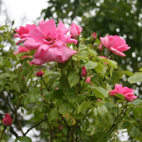 Roze roos in de tuin