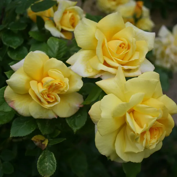 Gele roos in de tuin