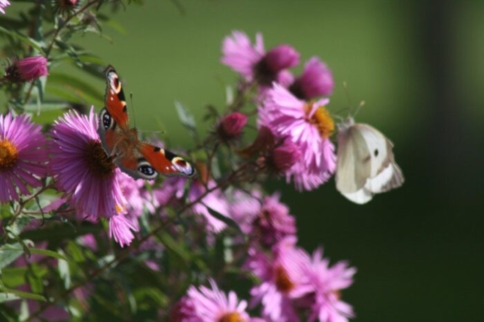 Vlinders In De Tuin